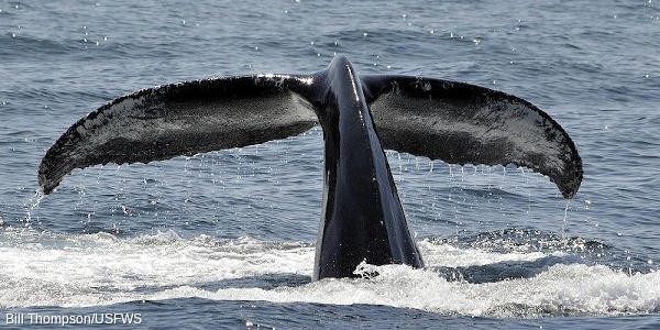 Humpback whale diving with tail above the water, illustrating how sound travels effectively underwater for communication