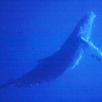 Humpback whale breaching the ocean surface, alt text: A majestic humpback whale leaps from the ocean, illustrating the physical beauty and acoustic complexity of these marine giants.