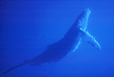 Humpback Whale