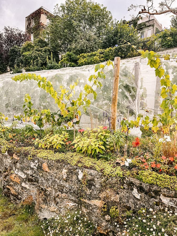 Vineyard near Paris