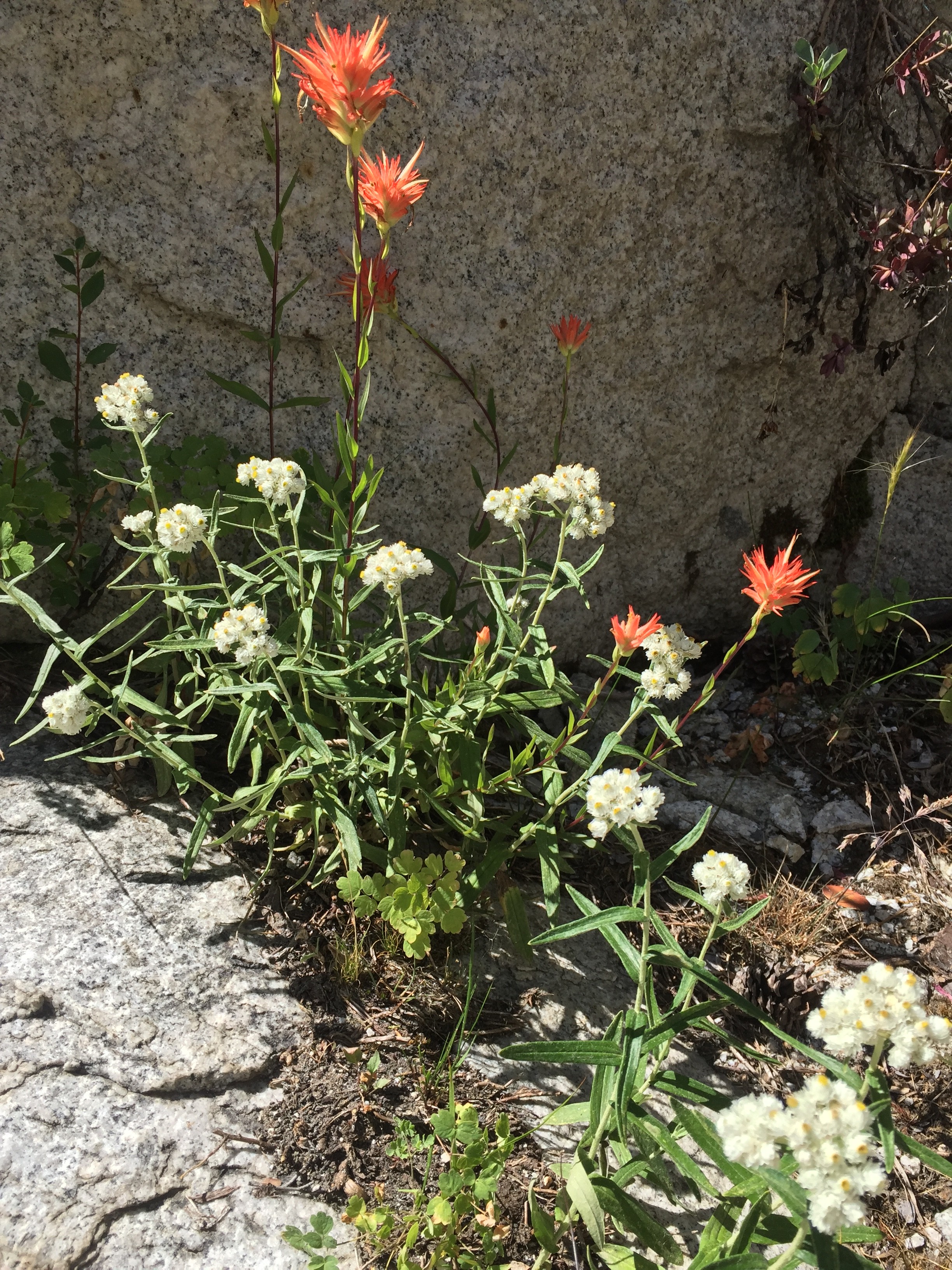 Pearly Everlasting and Paintbrush flowers along High Sierra Trail