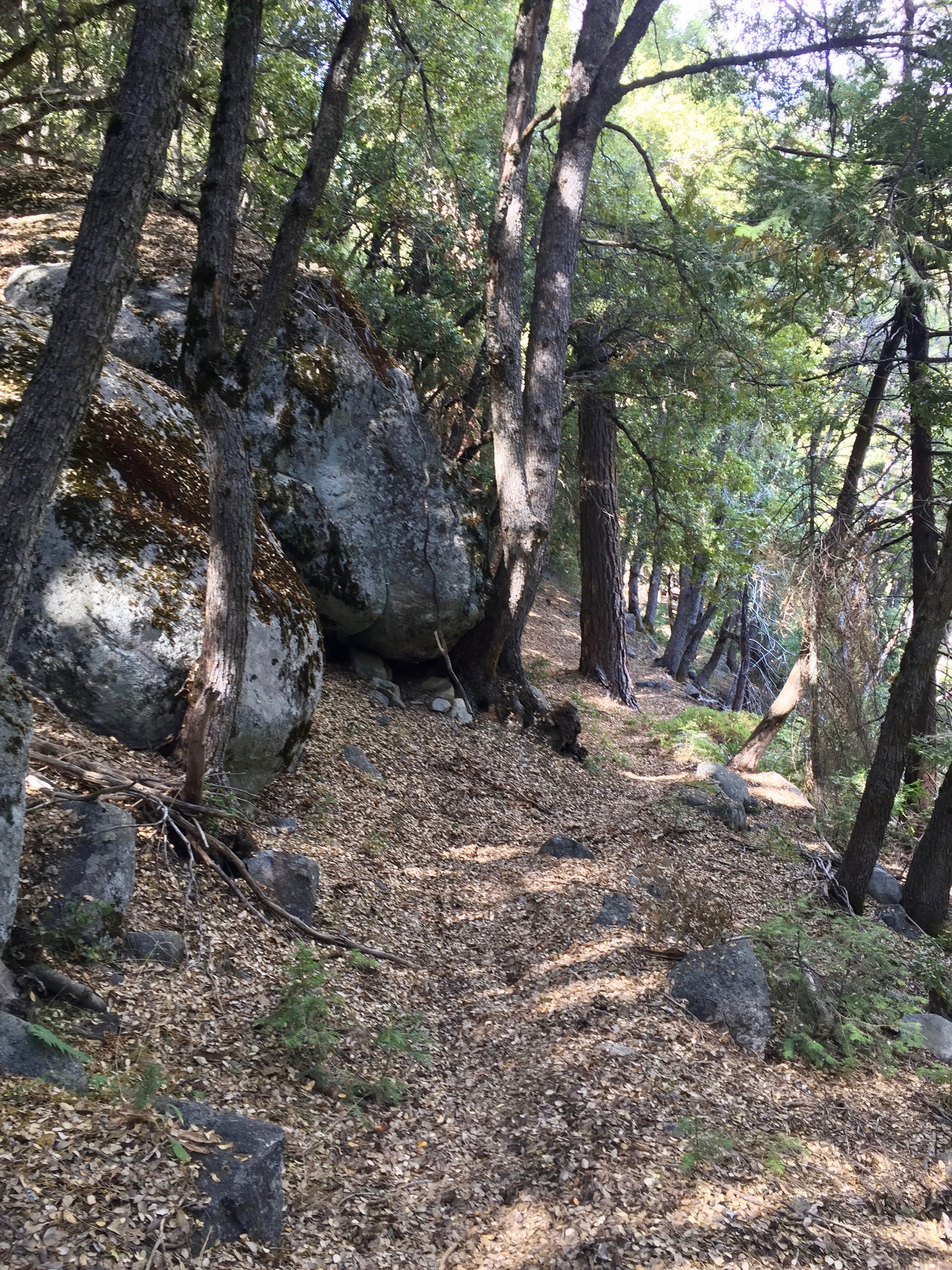 Oak and madrone forests near Bearpaw Meadows
