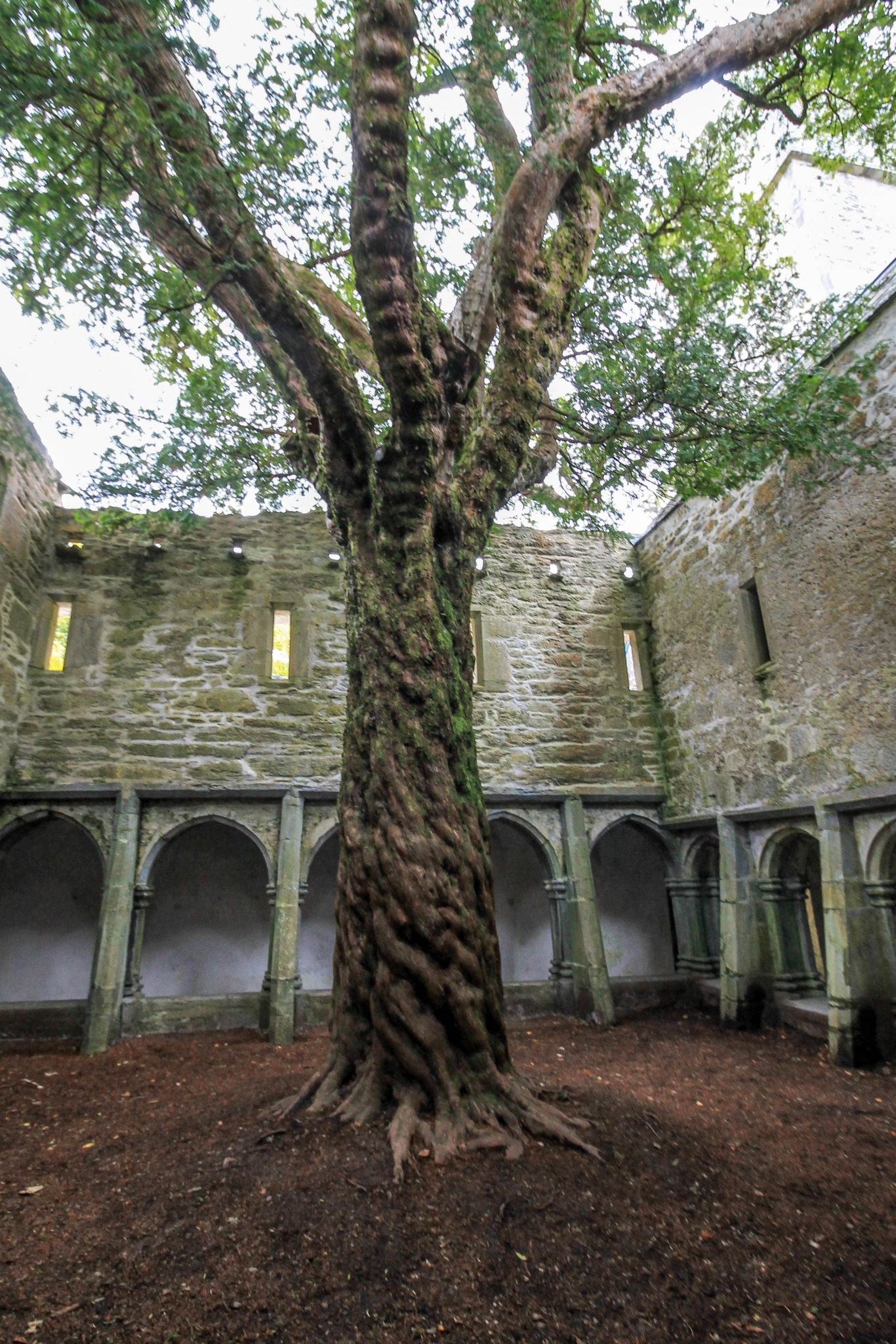The yew tree inside the Muckross Abbey in Killarney, County Kerry, Ireland
