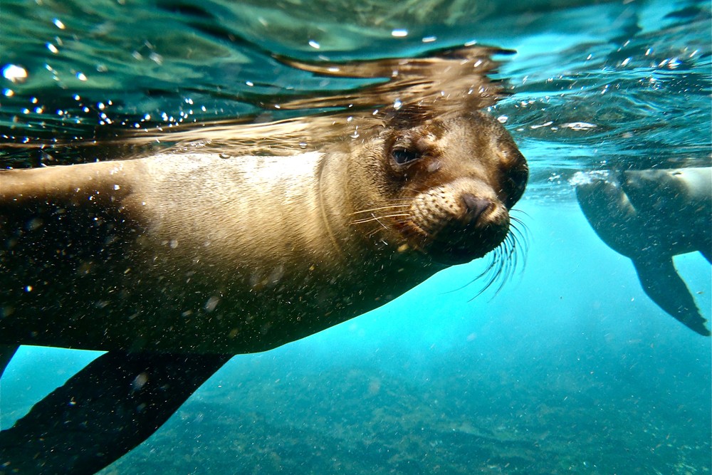 Underwater photo of a sea lion in the Galapagos islands