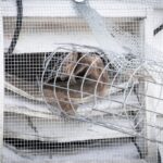 Mesh screen installed to prevent rodents from entering vents