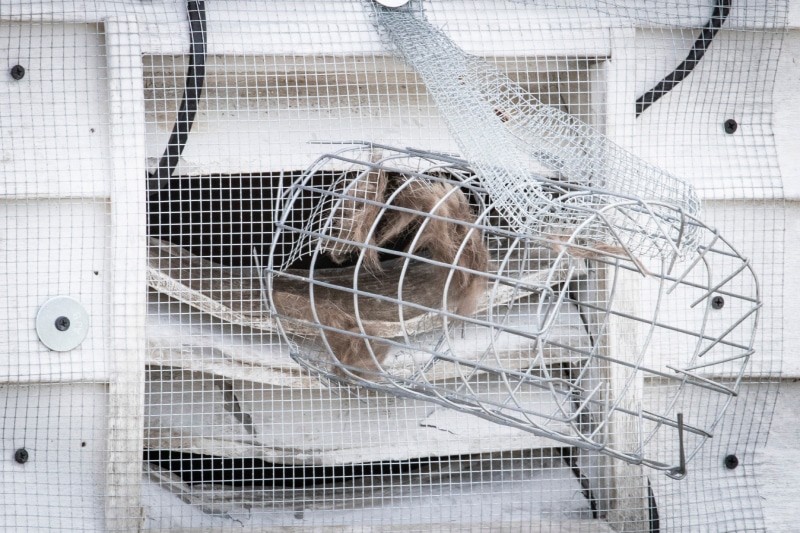 Mesh screen installed to prevent rodents from entering vents
