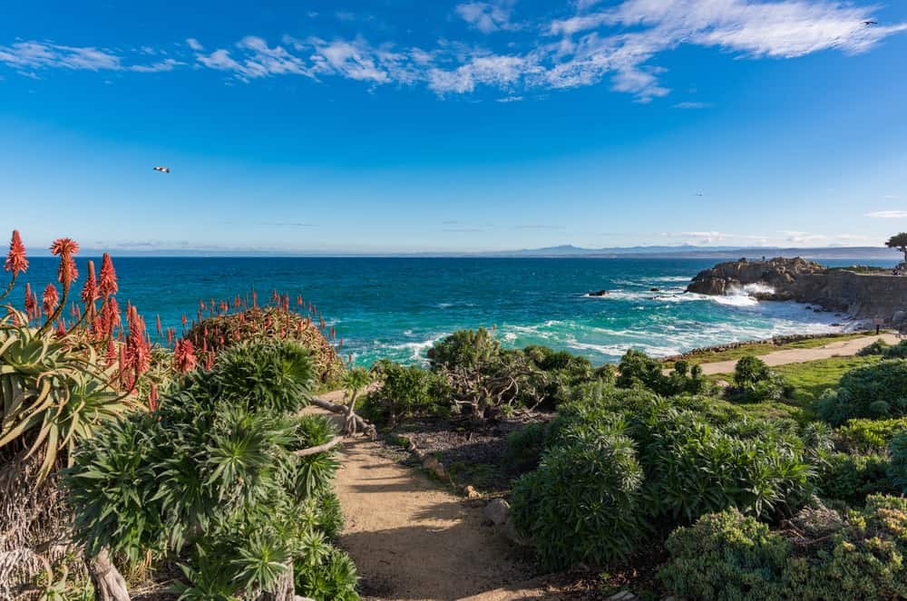 A springtime scene in Monterey, CA, with clear skies and blossoming flora.