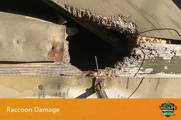 Raccoon causing damage in a home, alt text: Raccoon creating chaos indoors, depicting property damage and intrusion issues.