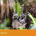 Raccoon family in a den, alt text: Raccoon family snug in their den, showcasing maternal care and cozy habitat.
