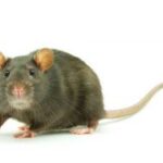 Brown Rat Close-Up