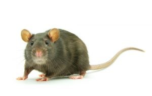 Brown Rat Close-Up