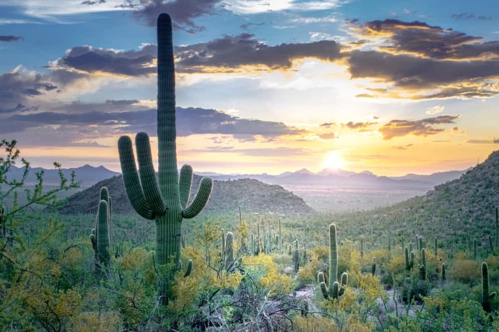 Towering Saguaro Cactus in Saguaro National Park