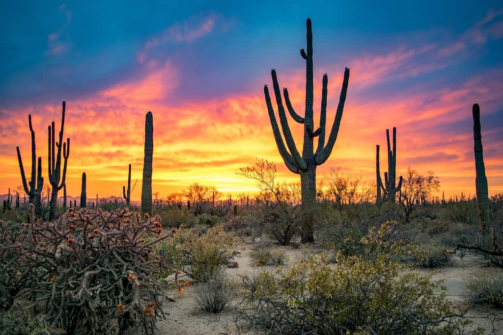 Saguaro National Park Landscape