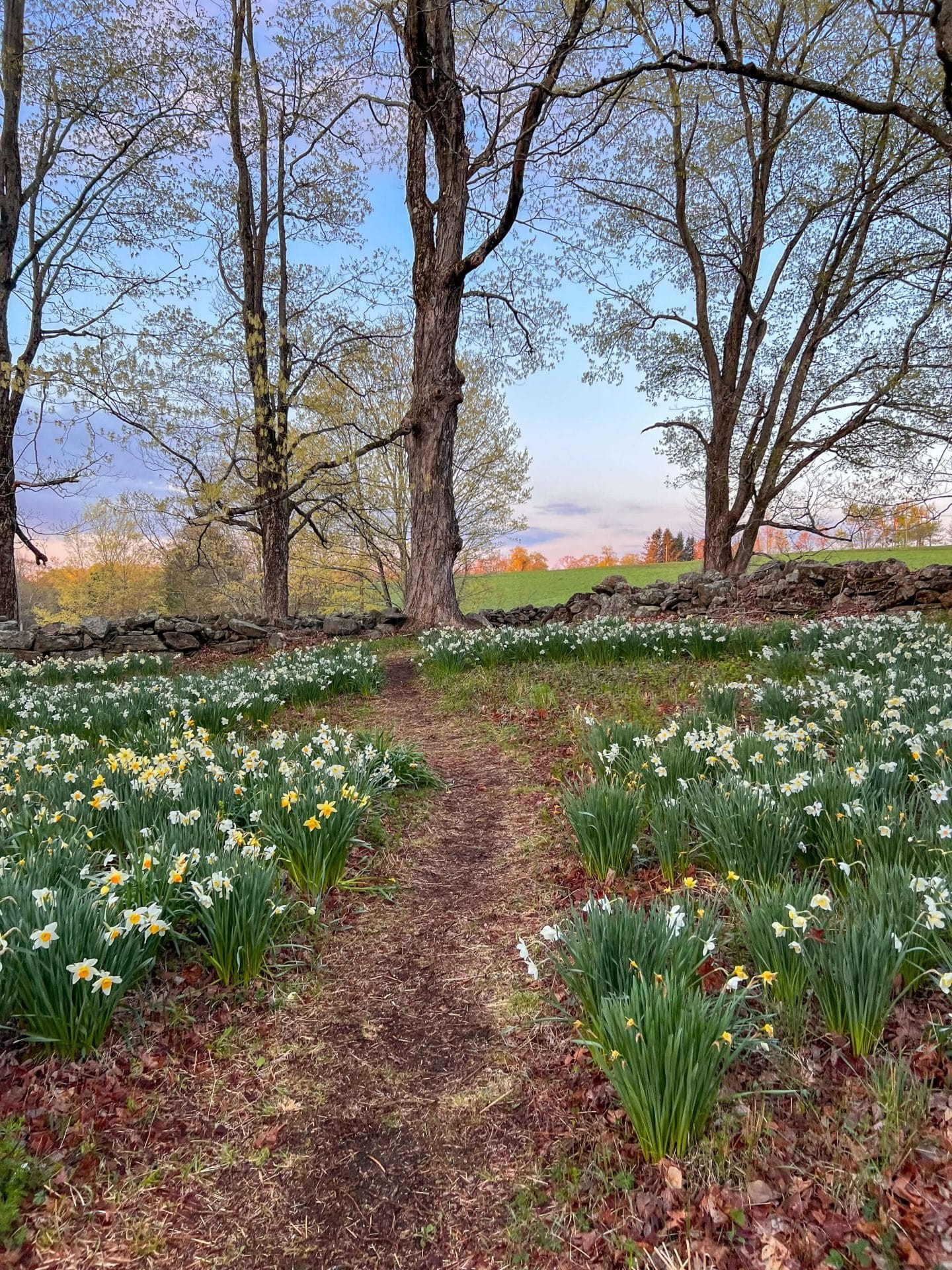 Laurel Ridge Daffodils, Litchfield, Connecticut. Over 10,000 daffodils create a stunning spring display.