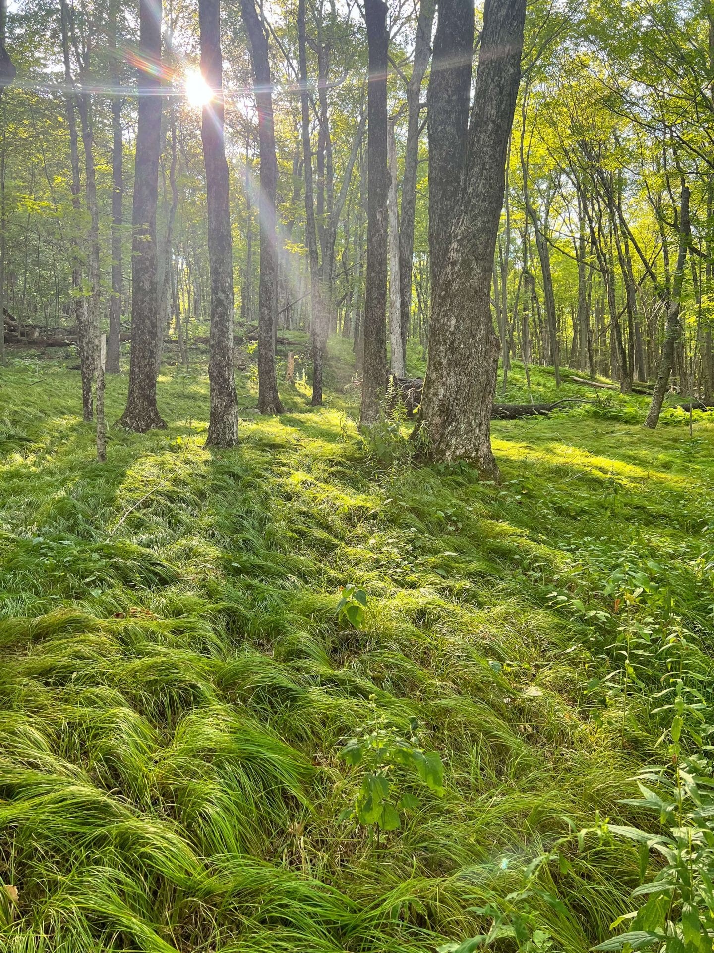 Cathedral Pines, West Cornwall, Connecticut. It features old-growth white pine and hemlock trees.