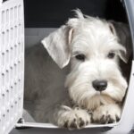 Sealyham Terrier relaxing in a travel crate, showcasing pre-flight crate training.