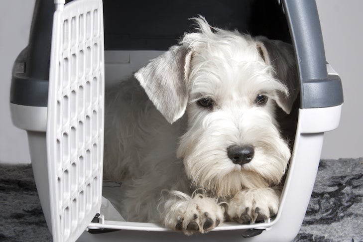 Sealyham Terrier relaxing in a travel crate, showcasing pre-flight crate training.