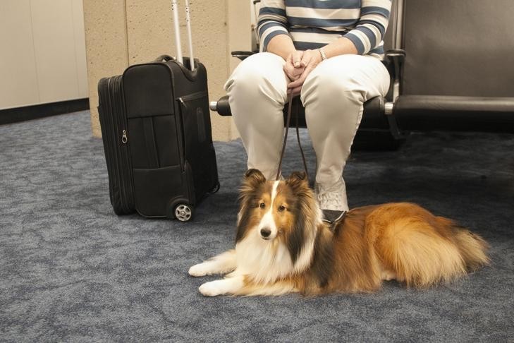 Shetland Sheepdog service dog laying next to its owner at the airport