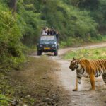 Tourist 4WD on safari in India observing a Bengal Tiger