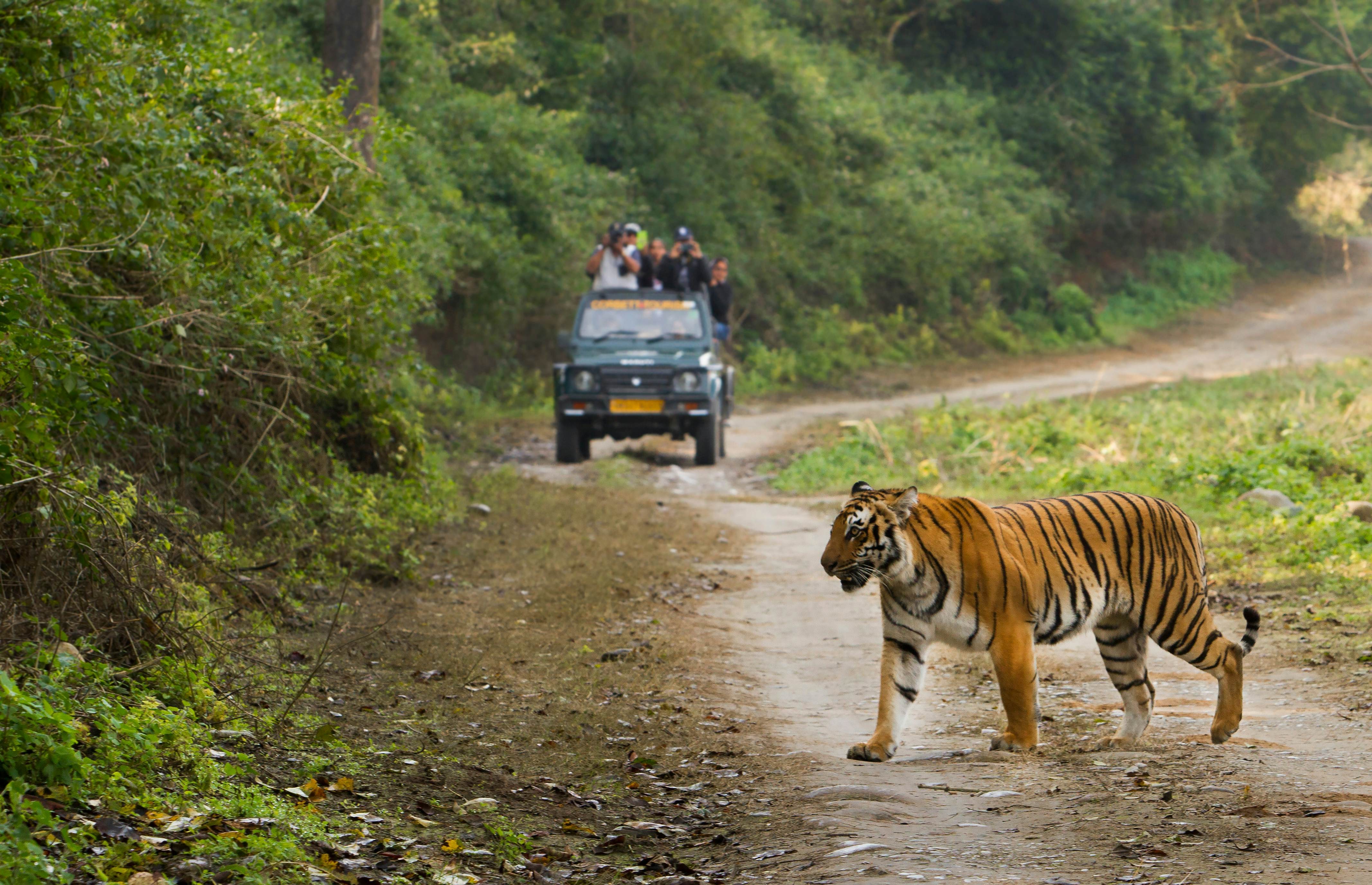 Tourist 4WD on safari in India observing a Bengal Tiger