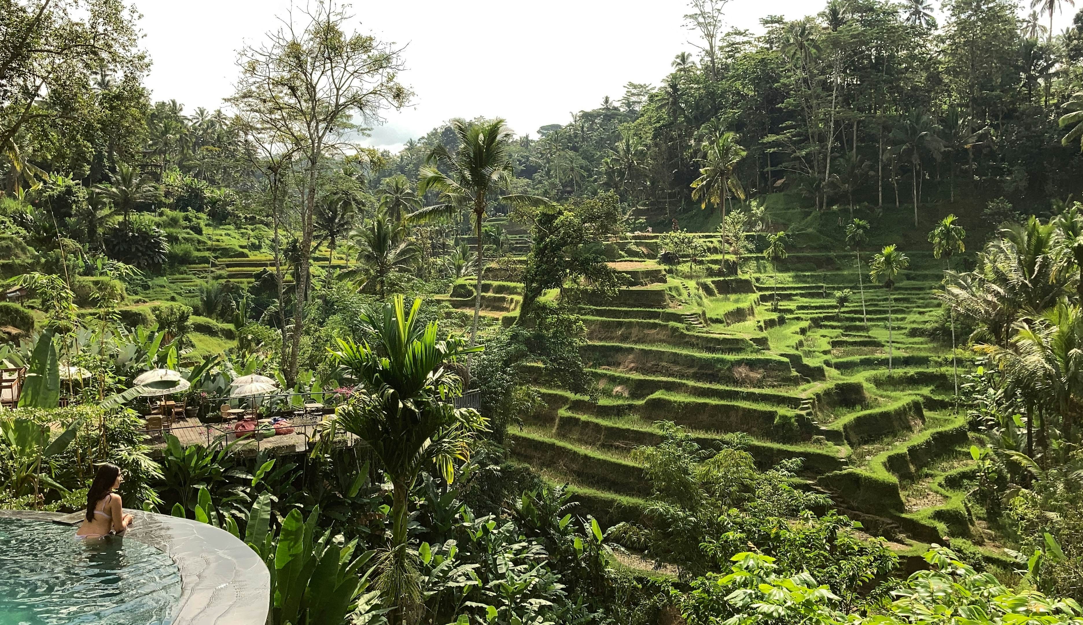 Rice terrace in Ubud, Bali