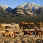 Horses running in a meadow with snow-capped mountains in the background, epitomizing ranch life in Colorado