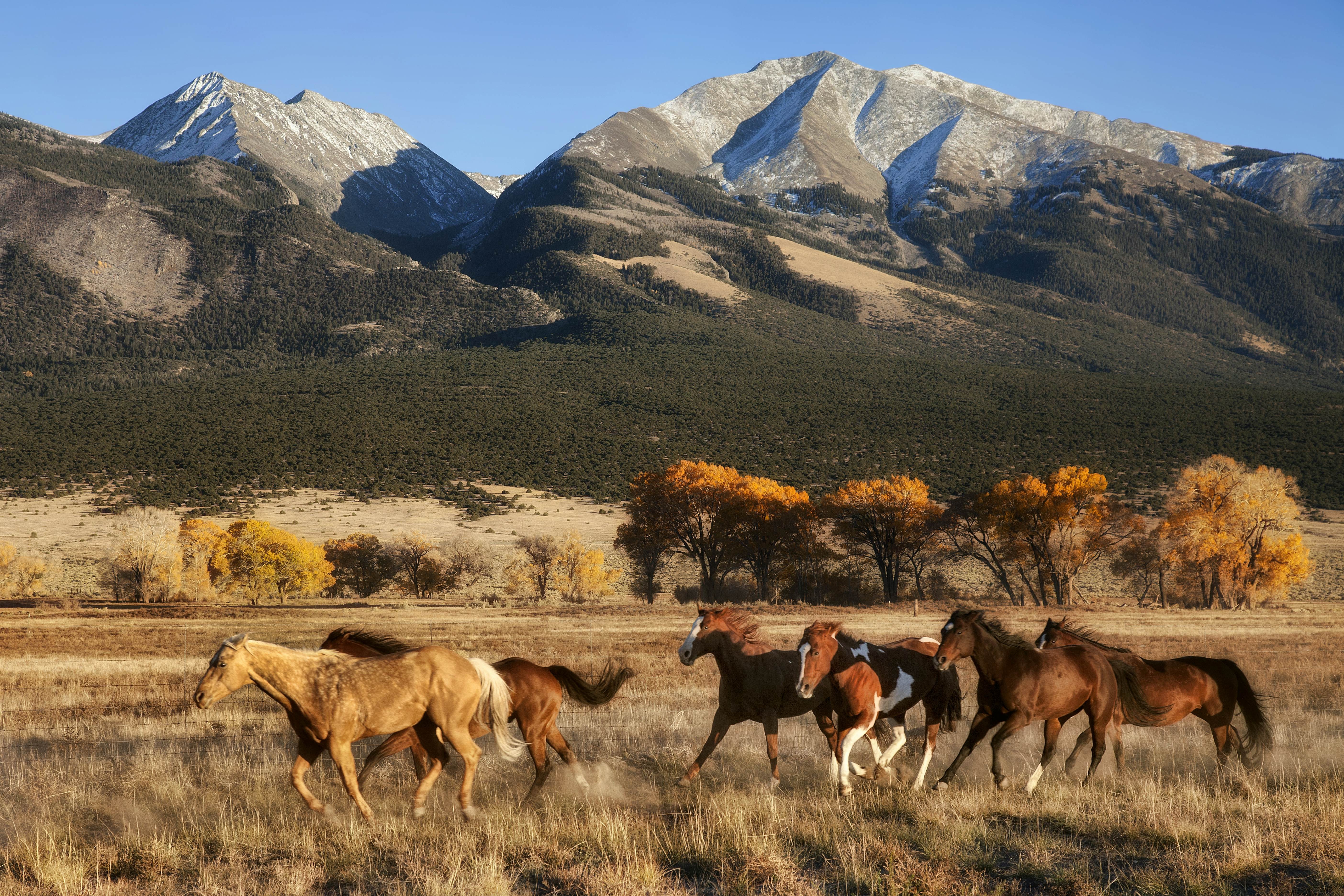 Horses running in a meadow with snow-capped mountains in the background, epitomizing ranch life in Colorado
