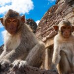 Monkeys on a temple in Lopburi, central Thailand