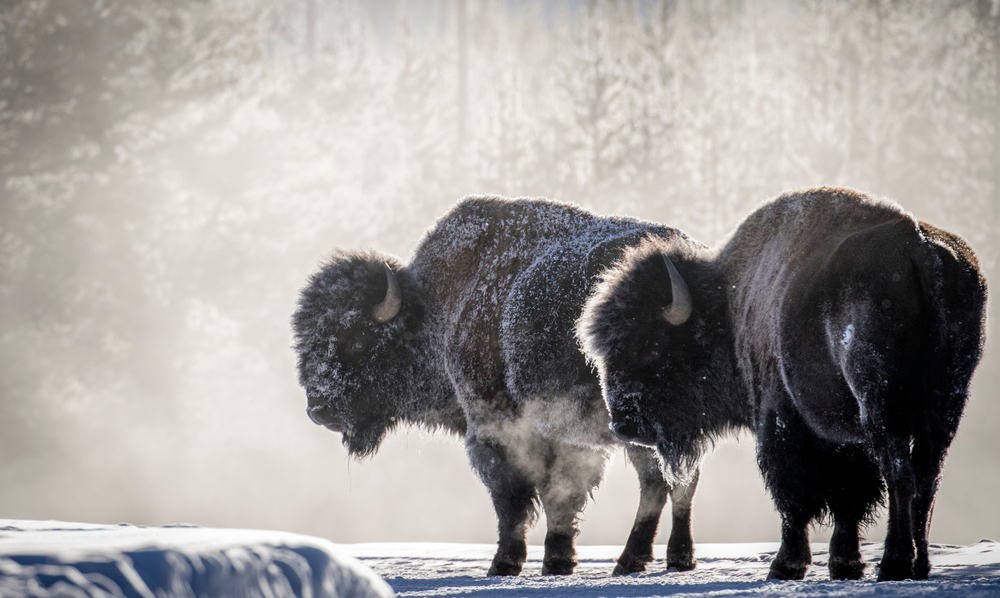 Yellowstone National Park in the winter