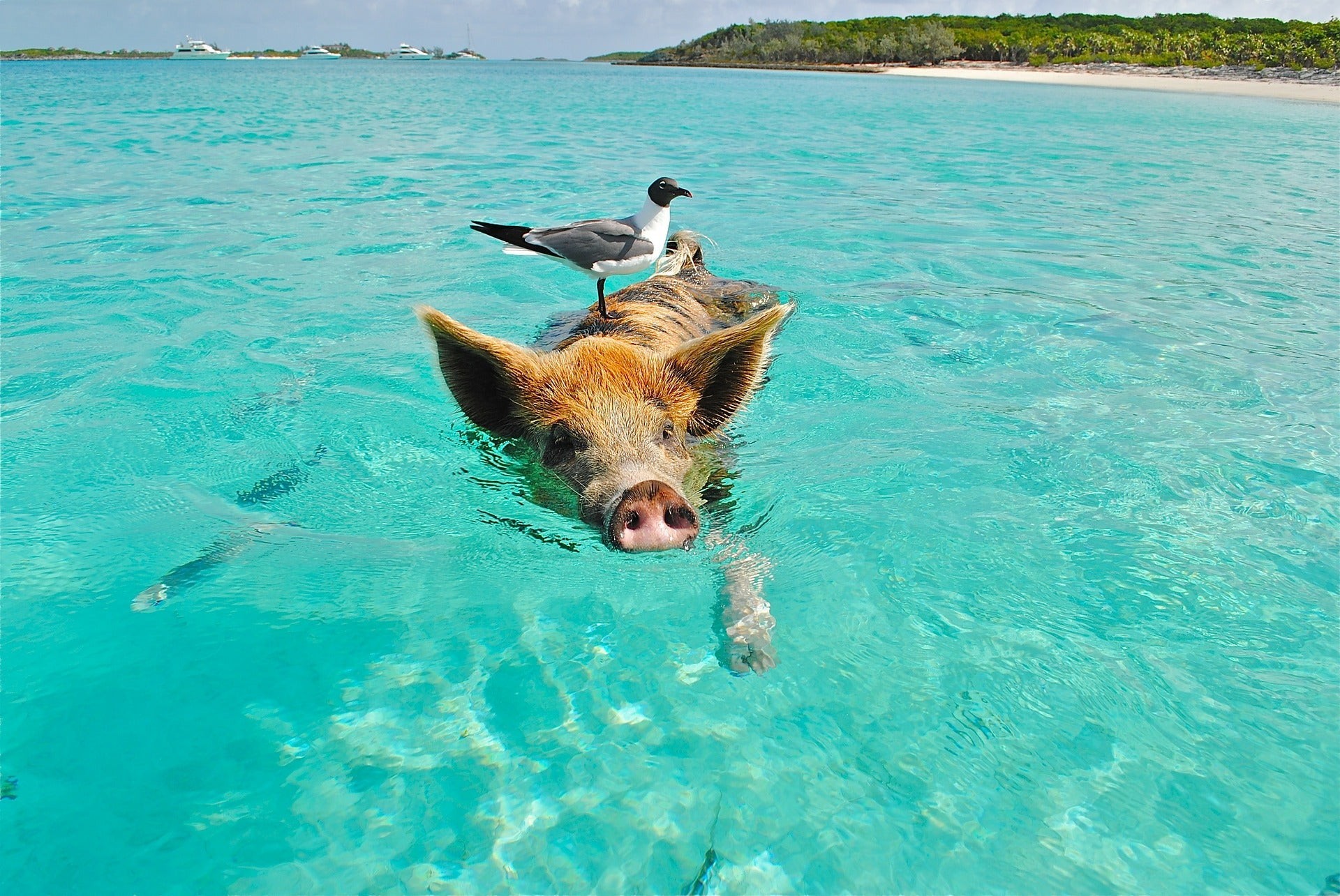 Pig swimming in The Bahamas