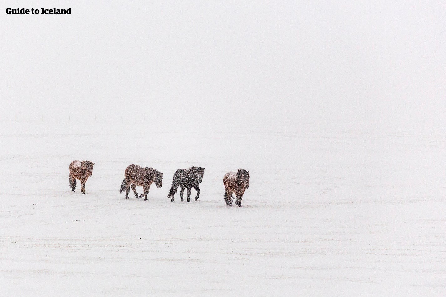 Iceland horses in the snow