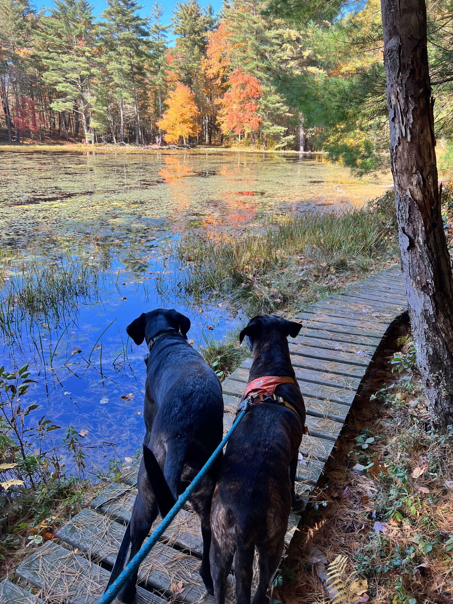 Dogs walking at White Memorial Boardwalk, Litchfield, Connecticut. The boardwalk provides a scenic path.