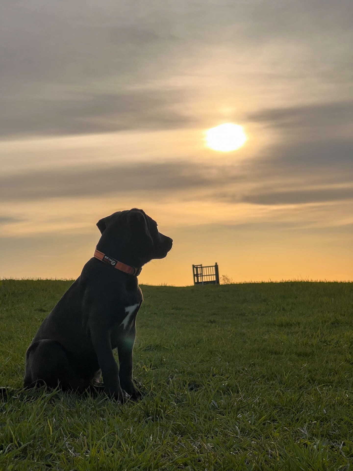 Dog at Apple Hill Tower, Morris, Connecticut. This tower provides a scenic overlook of Bantam Lake.