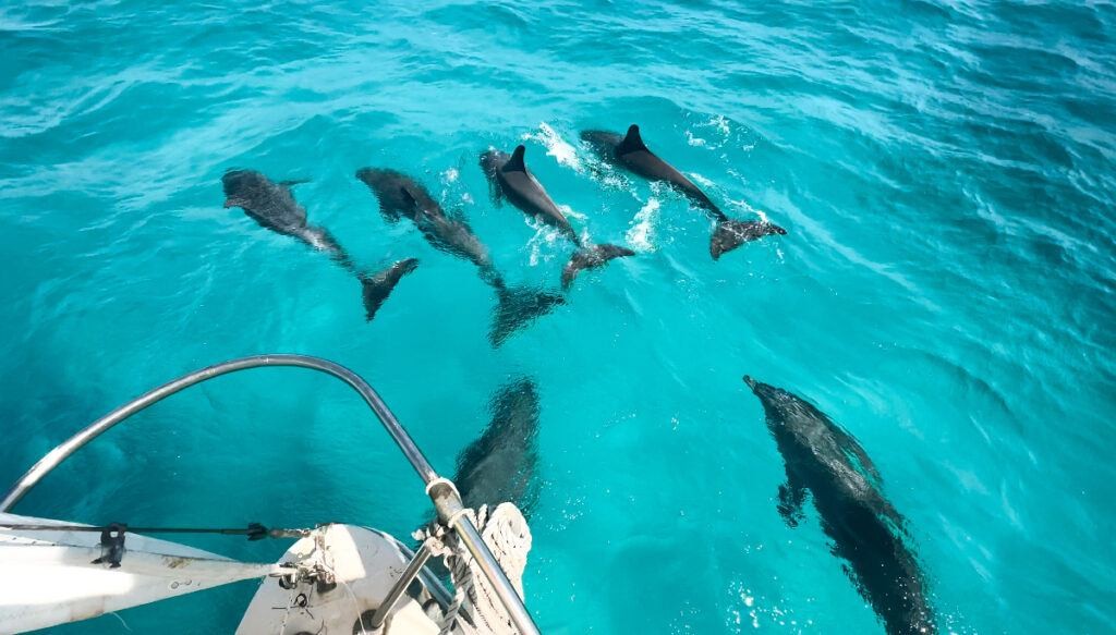 A scenic view of the Florida Keys, showcasing its clear turquoise waters and lush tropical landscapes