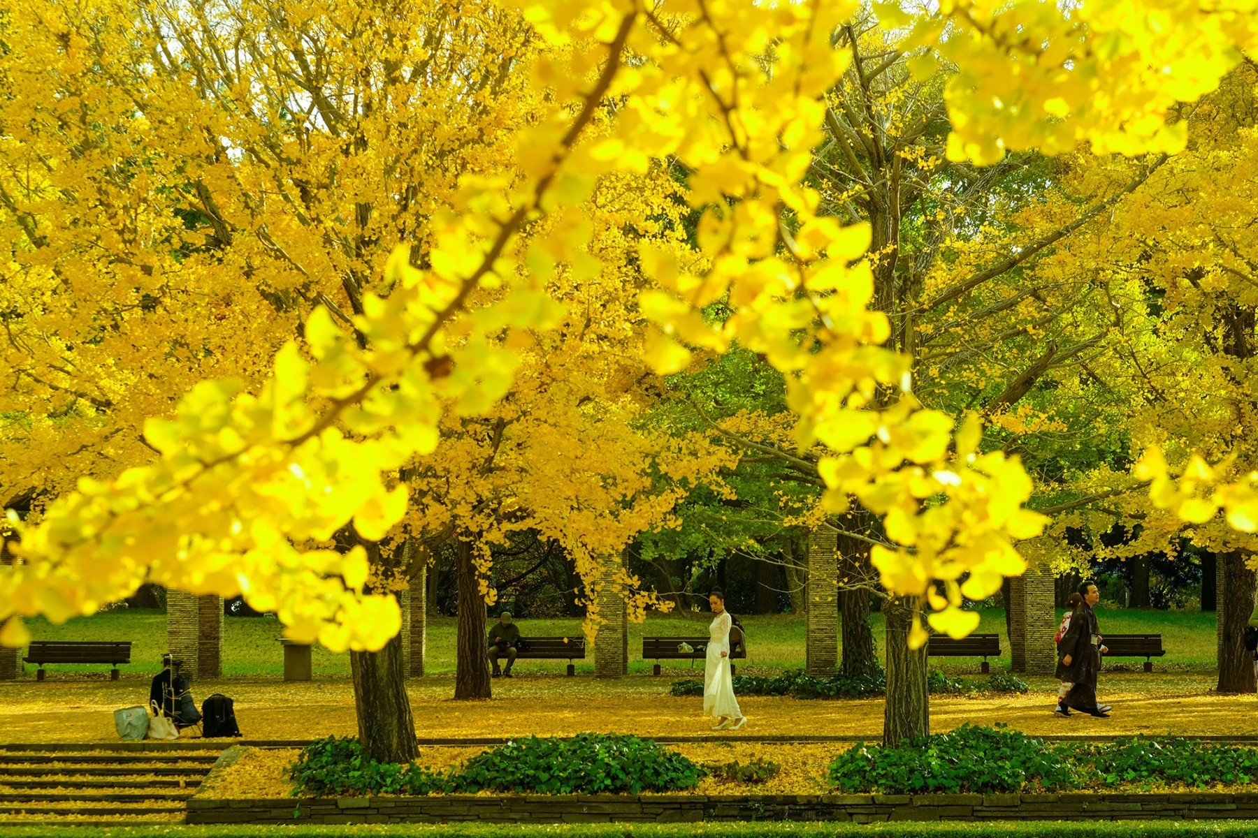 Lady walking in the middle of ginko trees in Tokyo Japan