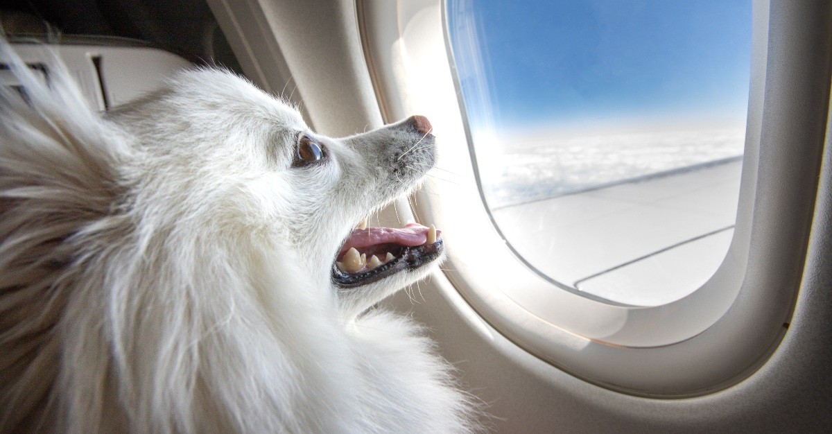 Dog in a backpack with owner in airport, travel documents