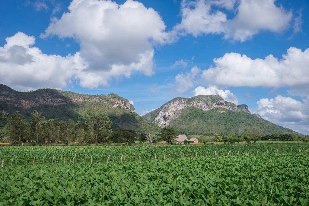 A scenic view of Viñales Valley in Cuba, showcasing the unique mogotes (limestone hills) and lush greenery, highlighting the natural beauty and tranquil atmosphere of the region.