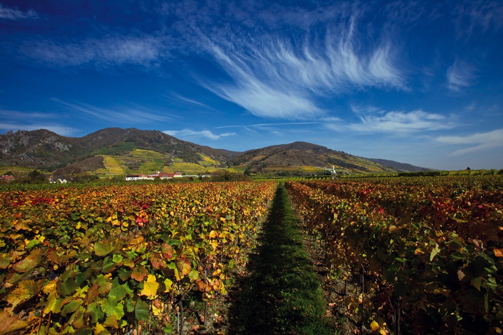 Wachau, Austria during harvest season. October is harvest time in Austria's vineyards.