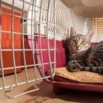 Two bonded cats sharing a comfortable carrier, looking relaxed and content.