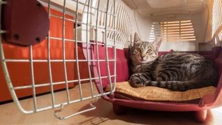 Two bonded cats sharing a comfortable carrier, looking relaxed and content.