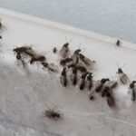 Winged ants on a building