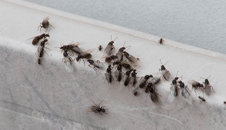 Winged ants on a building